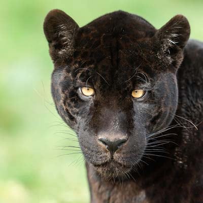 Jaguar (black) in the wild and plush