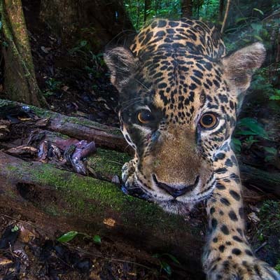 Jaguar (spotted) in the wild and plush
