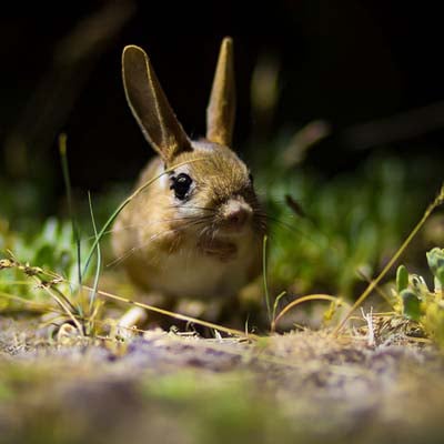 Jerboa in the wild and plush