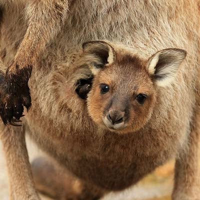 Kangaroo and Joey in the wild and plush