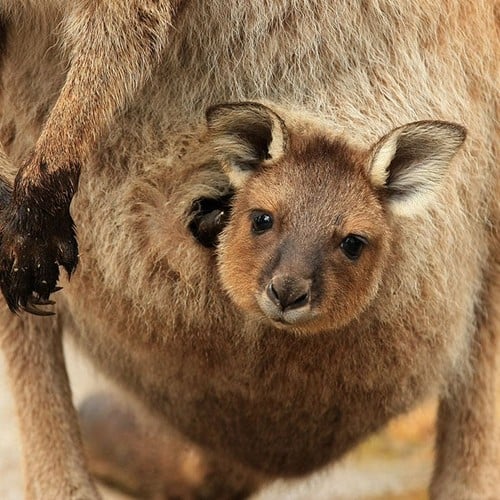 Kangaroo and Joey in the wild and plush