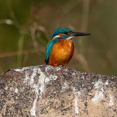 Kingfisher in the wild and plush