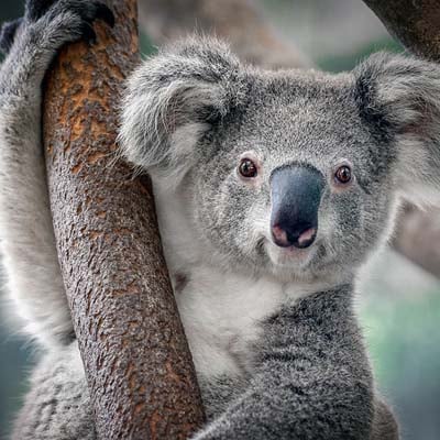 Koala in the wild and plush