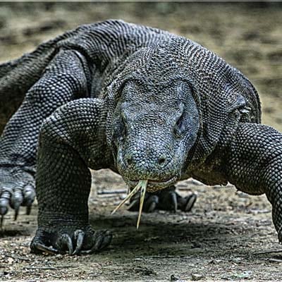 Komodo Dragon in the wild and plush