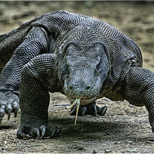 Komodo Dragon in the wild and plush