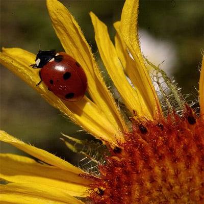 Ladybug in the wild and plush