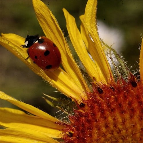 Ladybug in the wild and plush