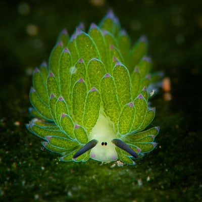 A vibrant green sea slug with leaf-like appendages and small black antennae sits on a dark surface.