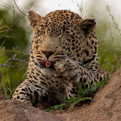 Leopard in the wild and plush