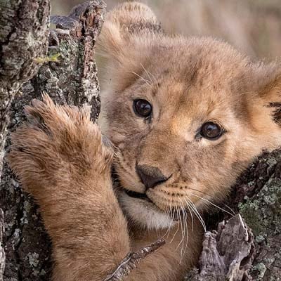 Lion Cub in the wild and plush