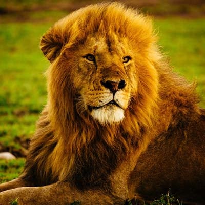 Lion in the wild and plush