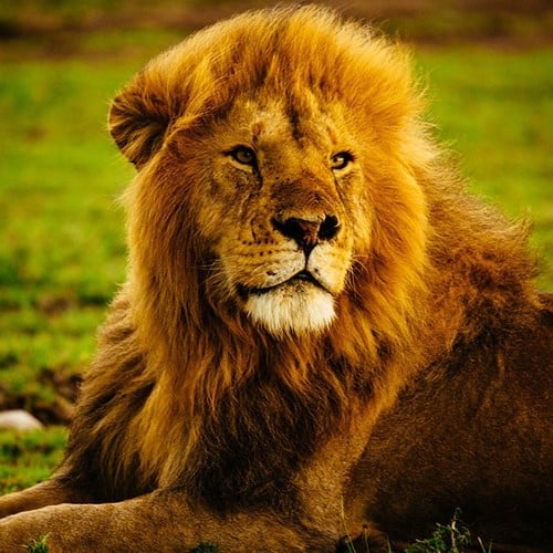 Lion in the wild and plush