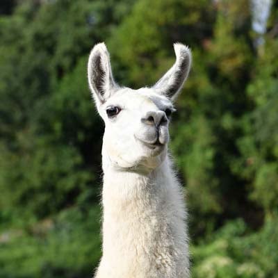 Llama in the wild and plush
