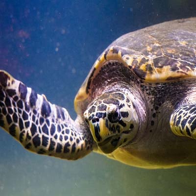 A close-up view of a sea turtle swimming underwater with its flipper extended.