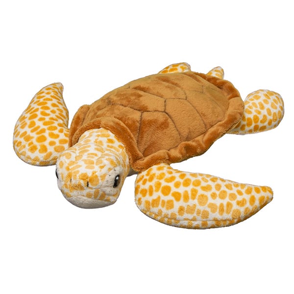 Loggerhead Turtle
