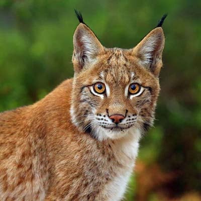 Lynx in the wild and plush