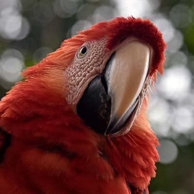 Macaw in the wild and plush