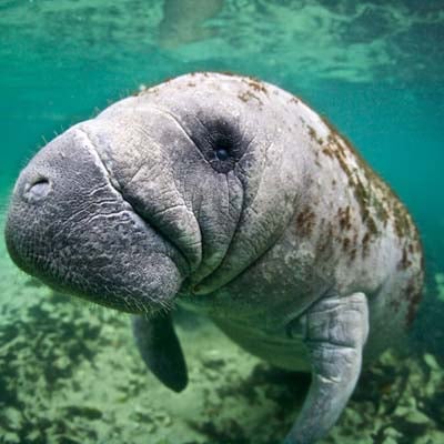Manatee in the wild and plush