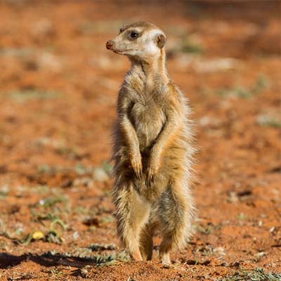 Meerkat in the wild and plush