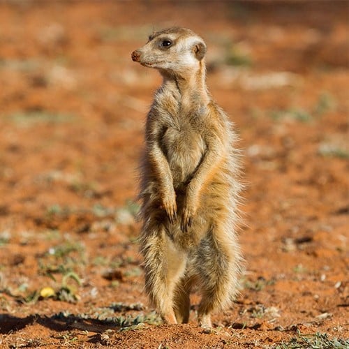 Meerkat in the wild and plush