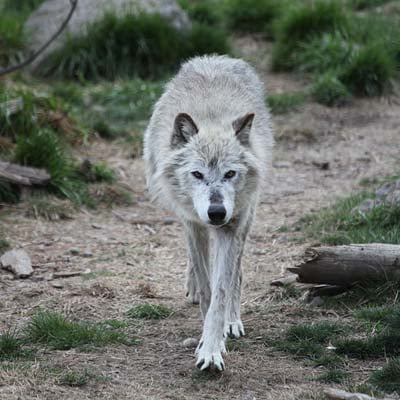 Mexican Gray Wolf in the wild and plush