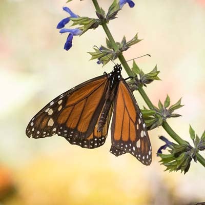 Monarch Butterfly in the wild and plush