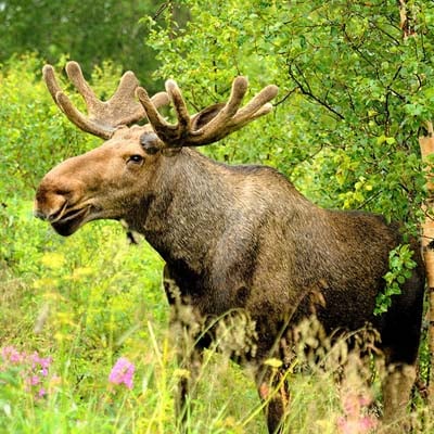 Moose in the wild and plush
