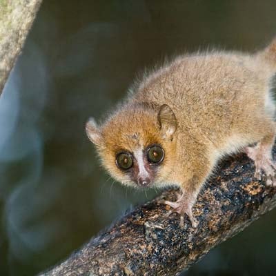Mouse Lemur in the wild and plush