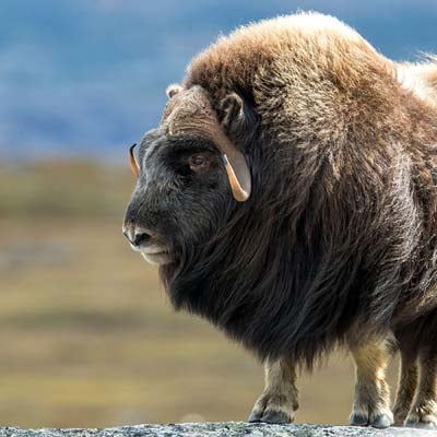 Musk Ox in the wild and plush