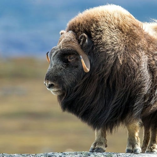 Musk Ox in the wild and plush