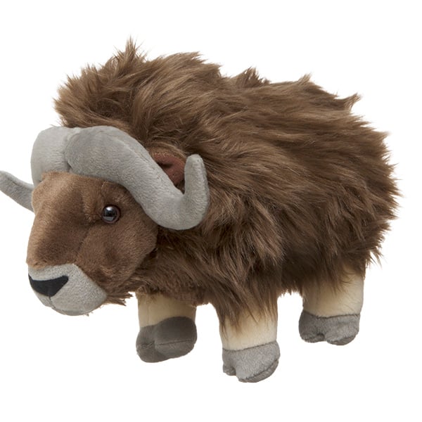 Musk Ox