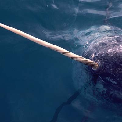 Narwhal in the wild and plush