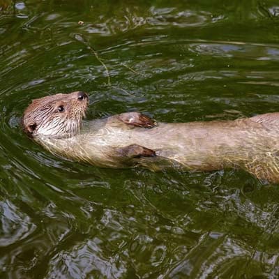 An otter is floating on its back in green water.
