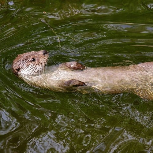 North American River Otter in the wild and plush