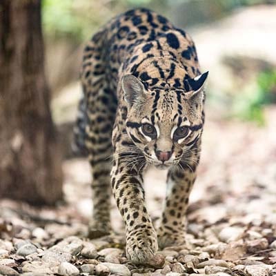 Ocelot in the wild and plush