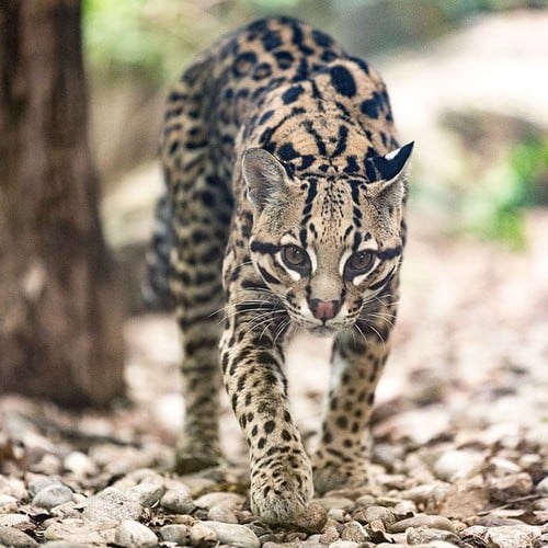 Ocelot in the wild and plush