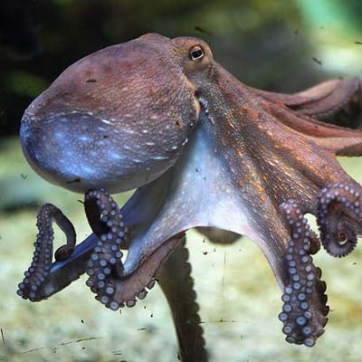 An octopus with outstretched tentacles is underwater, showcasing its detailed texture and suckers.