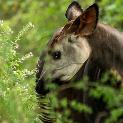 Okapi in the wild and plush
