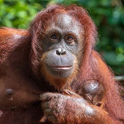 Orangutan (female) in the wild and plush