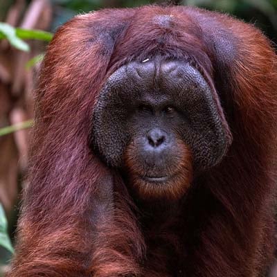 Orangutan (male) in the wild and plush