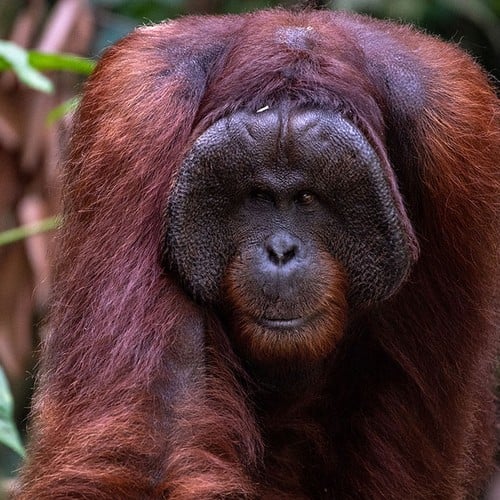 Orangutan (male) in the wild and plush