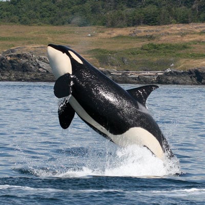 An orca is breaching out of the water near a rocky shoreline.