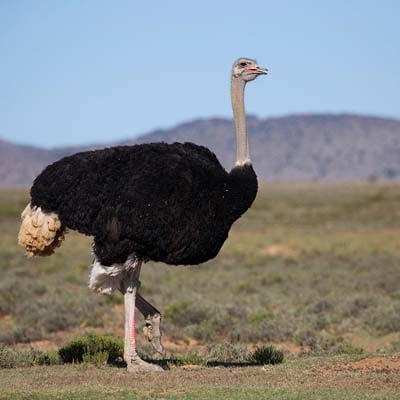 Ostrich in the wild and plush