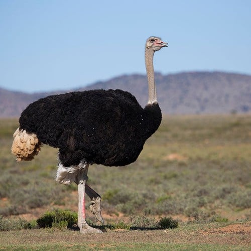 Ostrich in the wild and plush