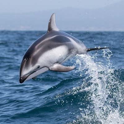 Pacific White-sided Dolphin in the wild and plush