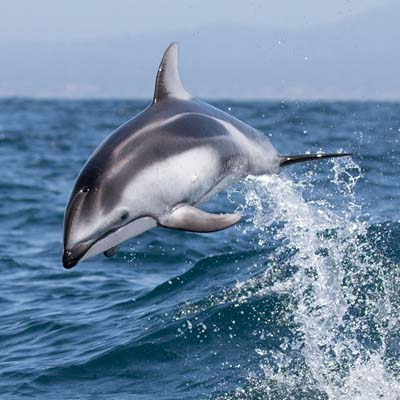 Pacific White-sided Dolphin in the wild and plush