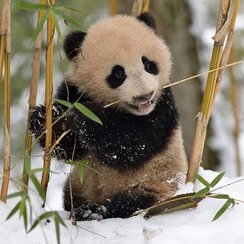 Panda in the wild and plush