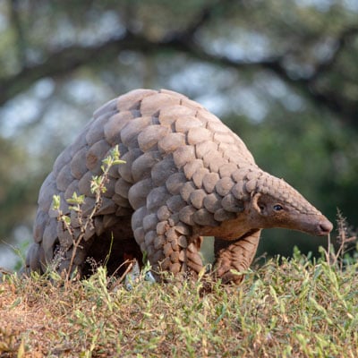 Pangolin in the wild and plush