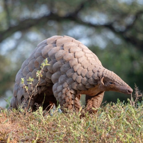 Pangolin in the wild and plush