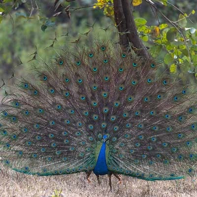 Peacock in the wild and plush